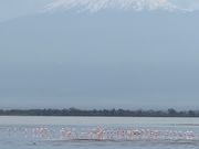 キリマンジャロとフラミンゴ