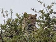 木の上にいるのは豹