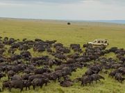 気球からのバッファローの群れ