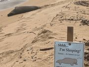 モンクシールのお昼寝😴