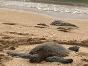 ホヌのお昼寝💤