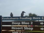 クッカバラの餌付けも見ることができました！