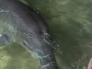 イルカさんに餌付け体験！本当に貴重な体験でした！