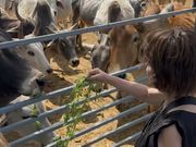 野良牛の餌やり体験