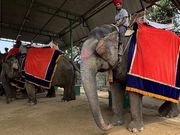 アンベール城の象乗りの代替え