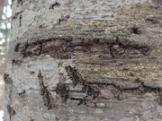 あちこちにくまの爪痕。彼らの縄張りに我々がお邪魔しているのだという証拠。