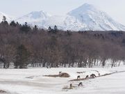 野生の鹿の群れが間近にいます
