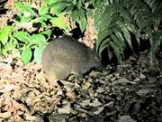 アマミノクロウサギ