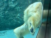 シロクマのもぐもぐタイム