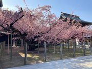 境内の枝垂れ桜