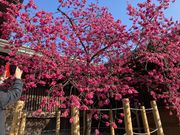 境内の枝垂れ桜