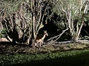 野生のカンガルー