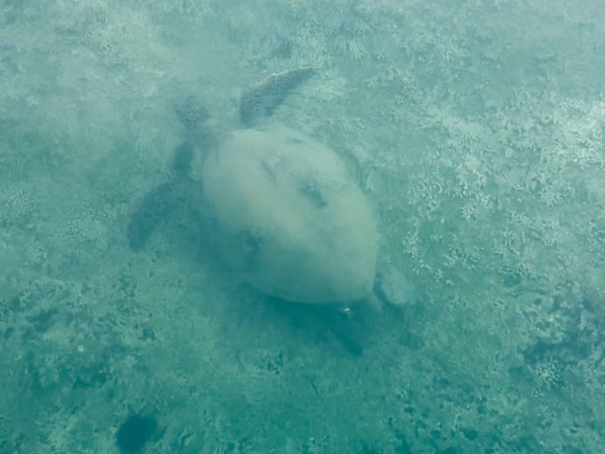 Captain Bruce sandbar tour experience