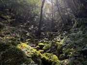 苔むす森