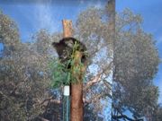 記念撮影のコアラ