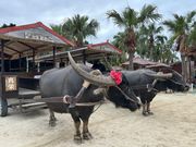 お花飾りが可愛いです