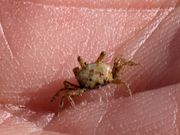 カニの赤ちゃん