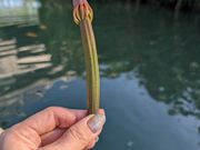 マングローブの種