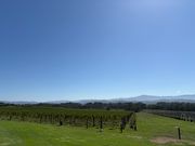 シャルドンの葡萄畑