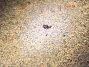 こんなものも、観察