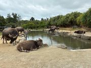 由布島の水牛さんたち