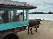 のんびりと水牛車
