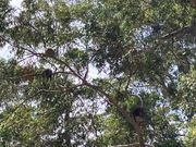 樹上に赤ちゃんコアラ