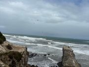 大自然の中のカツオ鳥のコロニー