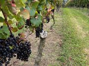 たわわなブドウ畑