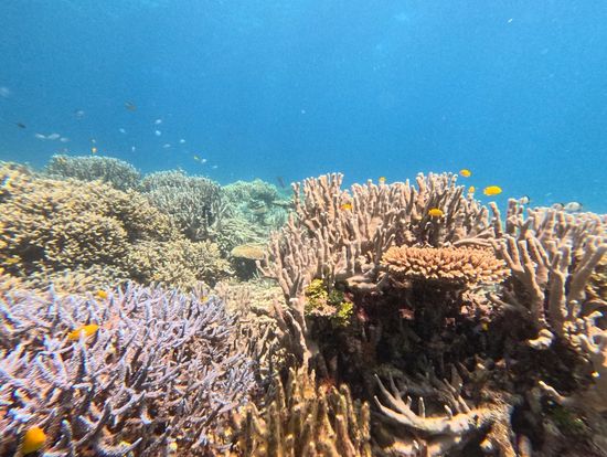 クマノミも見ました