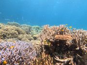 クマノミも見ました