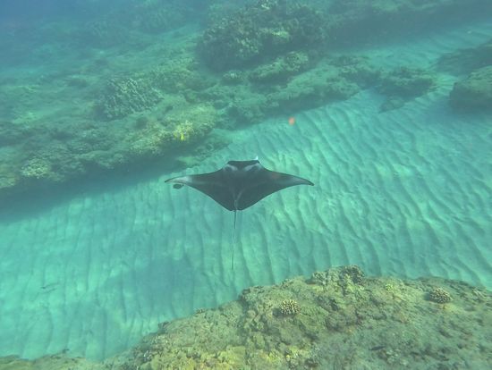 ハナウマ湾でマンタに会えた！