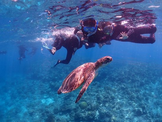 アオウミガメちゃん💙