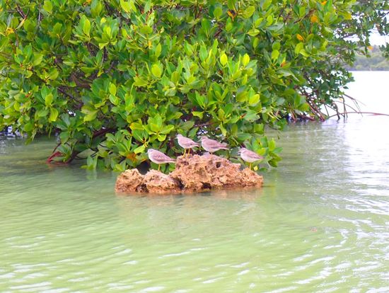 鳥が休憩している