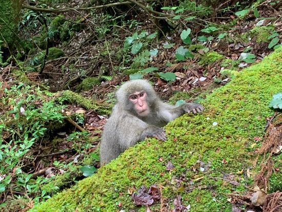 道中で出会ったおさるさん