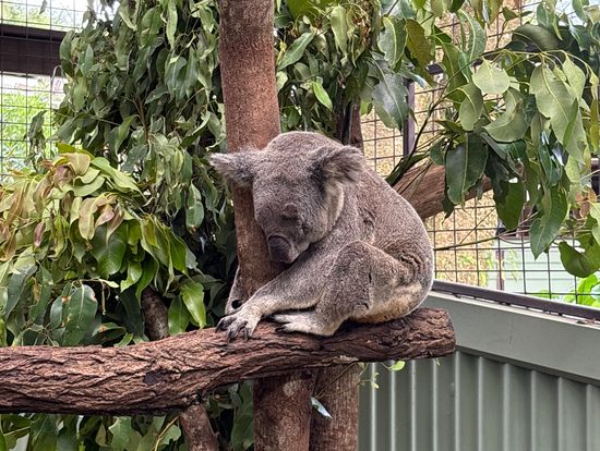 コアラ抱っこもできたし寝ている子と活発な子がいて可愛かった