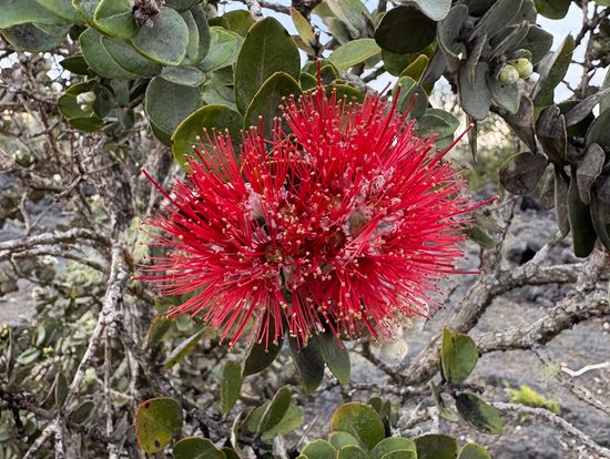 溶岩に咲くオヒアレフア