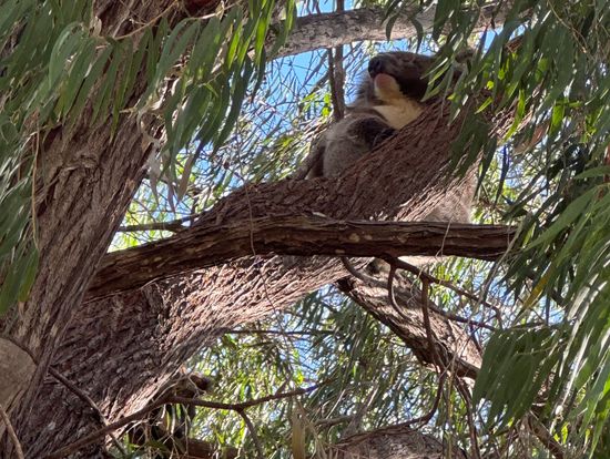 ヤンチェップ国立公園のコアラ