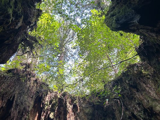 スタートから9km目のウィルソン株