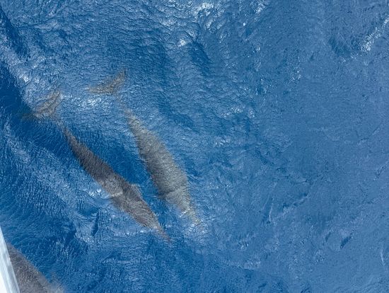 船の下を並走🌊