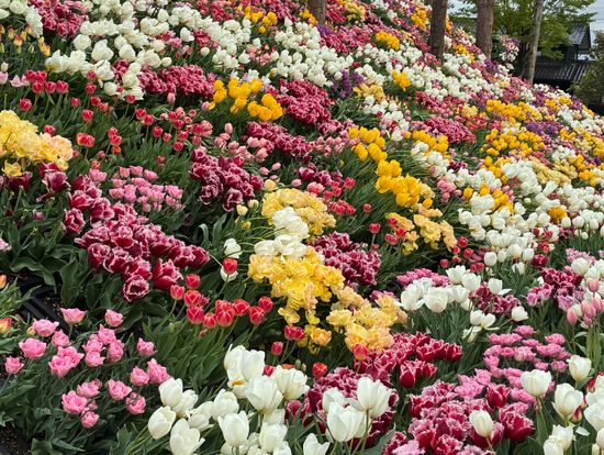 チューリップフェア　花の大谷
