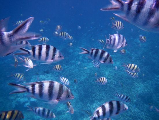 魚の大群です