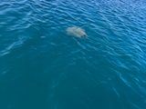 チビうみがめ