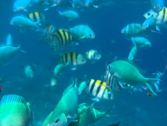 シュノーケリングの海中