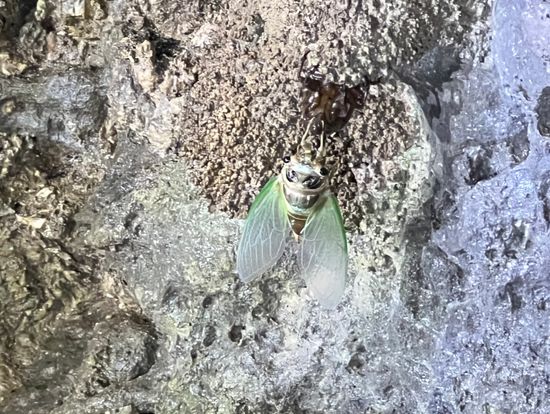 珍しい蝉の孵化するタイミングやホタルの幼虫も見ることができました。