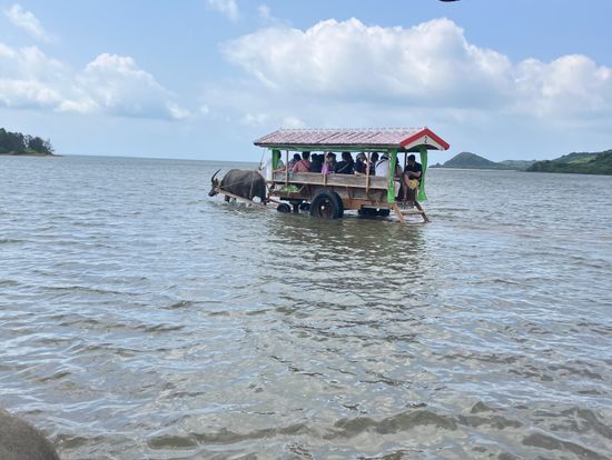 海をわたる水牛車