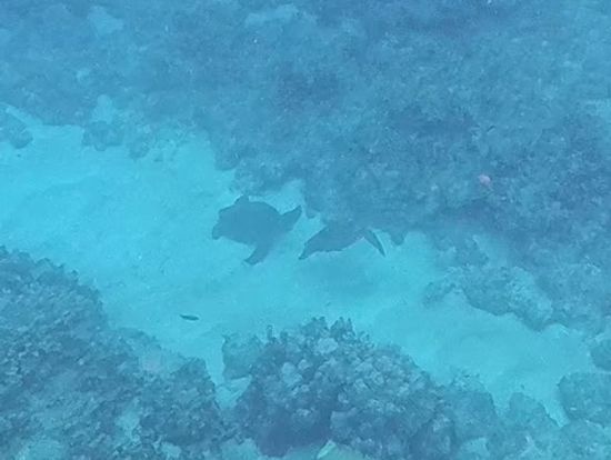 ウミガメ