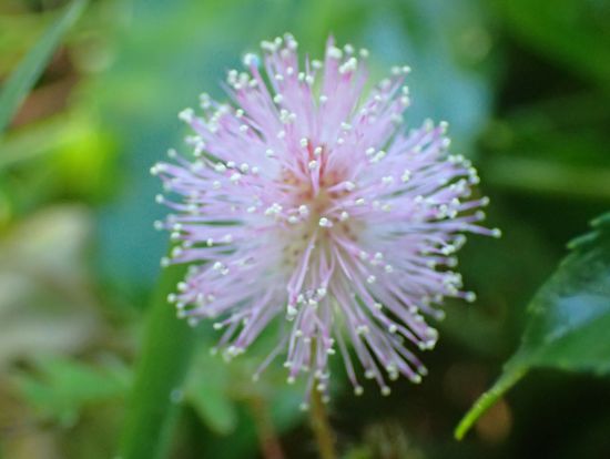 おじぎそうの花