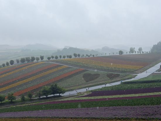 大雨の四季彩の丘