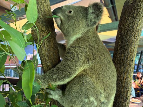 ハートリーズ・クロコダイル・アドベンチャーズ入園チケット コアラと